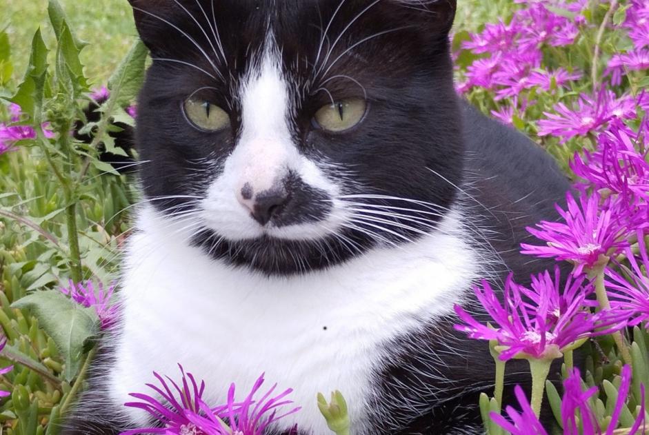 Alerta desaparecimento Gato  Fêmea , 5 anos Quintenas France