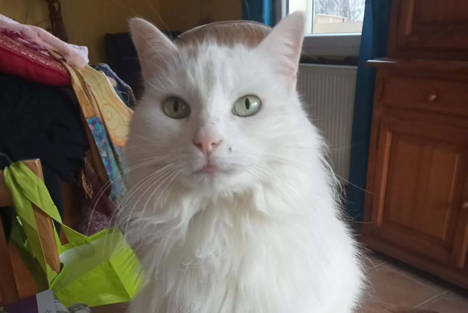 Alerta desaparecimento Gato cruzamento Fêmea , 11 anos Mauves France