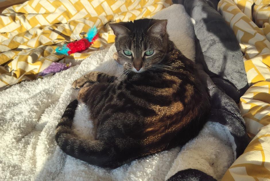 Alerta desaparecimento Gato Fêmea , 5 anos Hérouville-Saint-Clair France Alerta desaparecimento Gato Fêmea , 5 anos Hérouville-Saint-Clair France