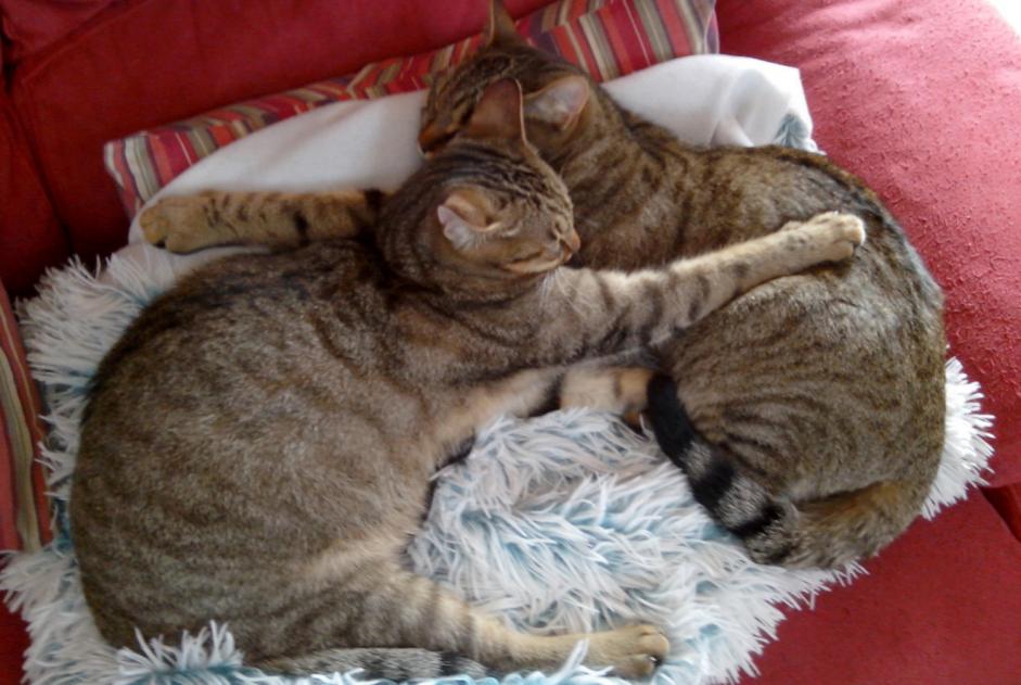 Alerta desaparecimento Gato Macho , 9 anos Saint-Germain-le-Gaillard France