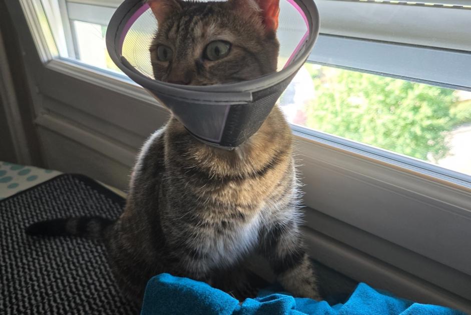 Alerta desaparecimento Gato  Fêmea , 5 anos Saint-Étienne France