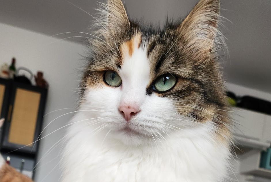 Alerta desaparecimento Gato Fêmea , 5 anos Barbâtre France